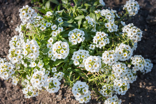 Białe kwiaty ogrodowe