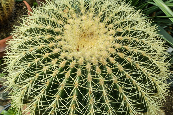 Kulisty kaktus z żółtymi kolcami