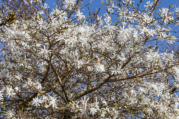 Odmiany i gatunki magnolii - magnolia gwiaździsta