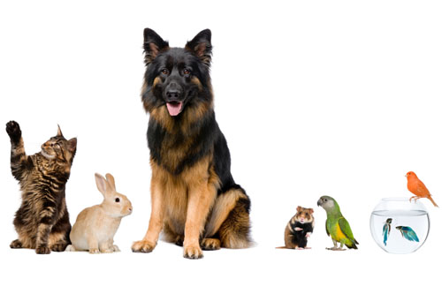 Zwierzęta domowe a zdrowie psychiczne. Jakie zwierzę dla kogo? Zooterapia